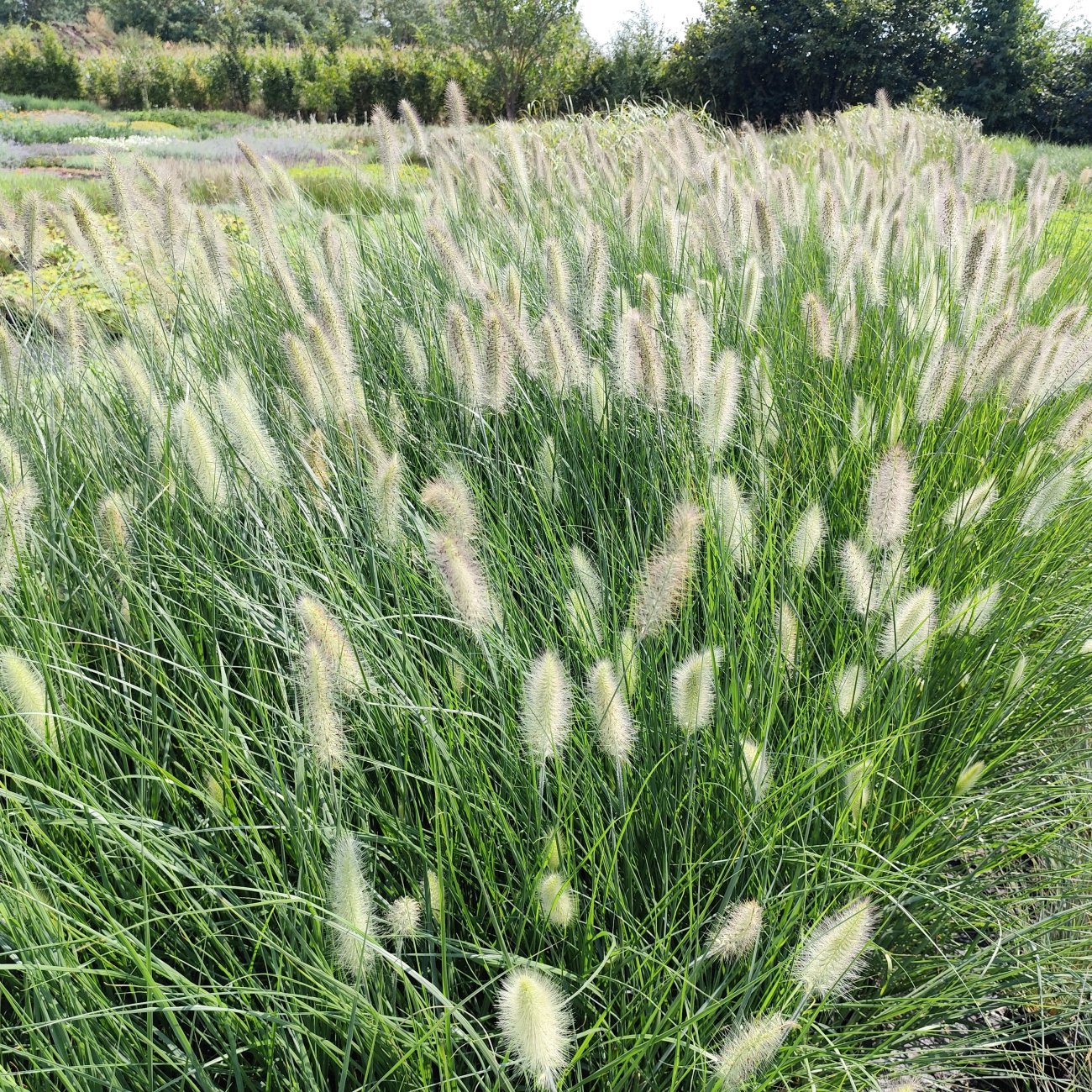 Obrázok Perovec psiarkovitý (Pennisetum alopecuroides) ´LITTLE BUNNY´ kont. P9